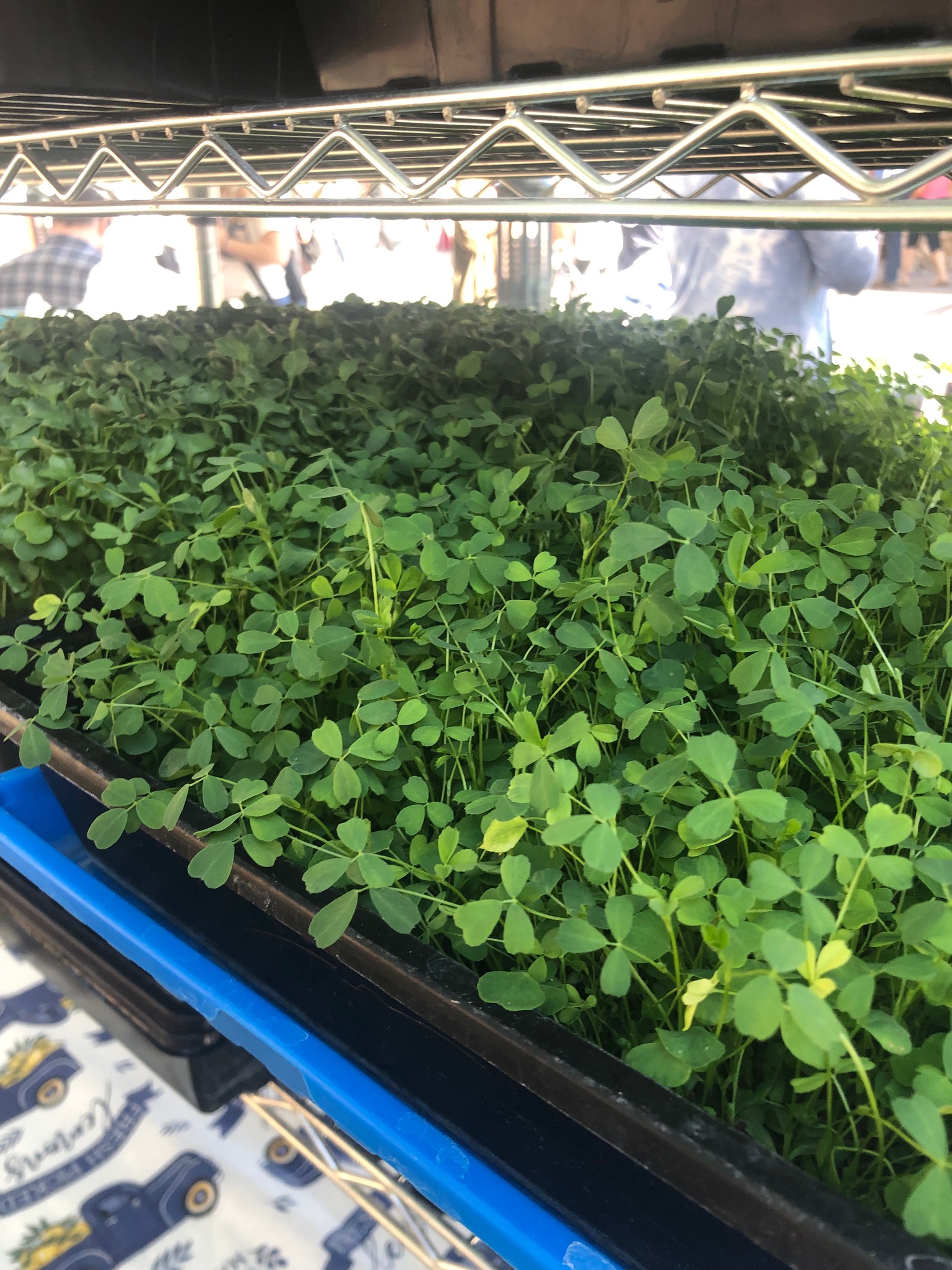 microgreens on a tray